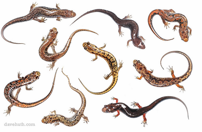 Desmognathus ocoee  - dorsal views composite