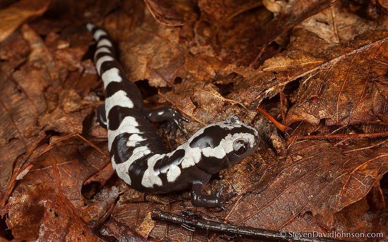 Marbled Salamander migration, Maple Flats Ponds, George Washington National Forest