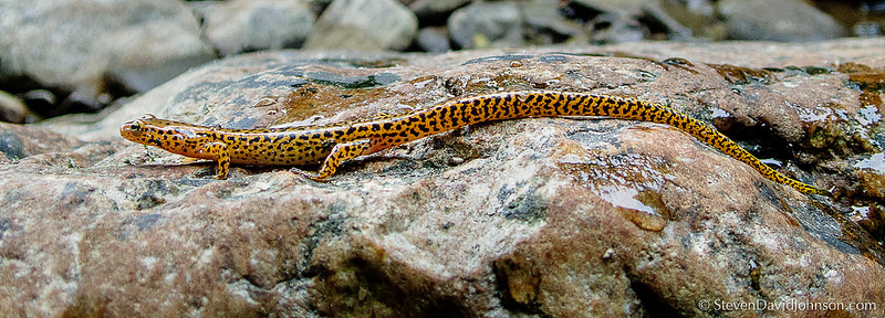 Long-tailed Salamander, Virginia