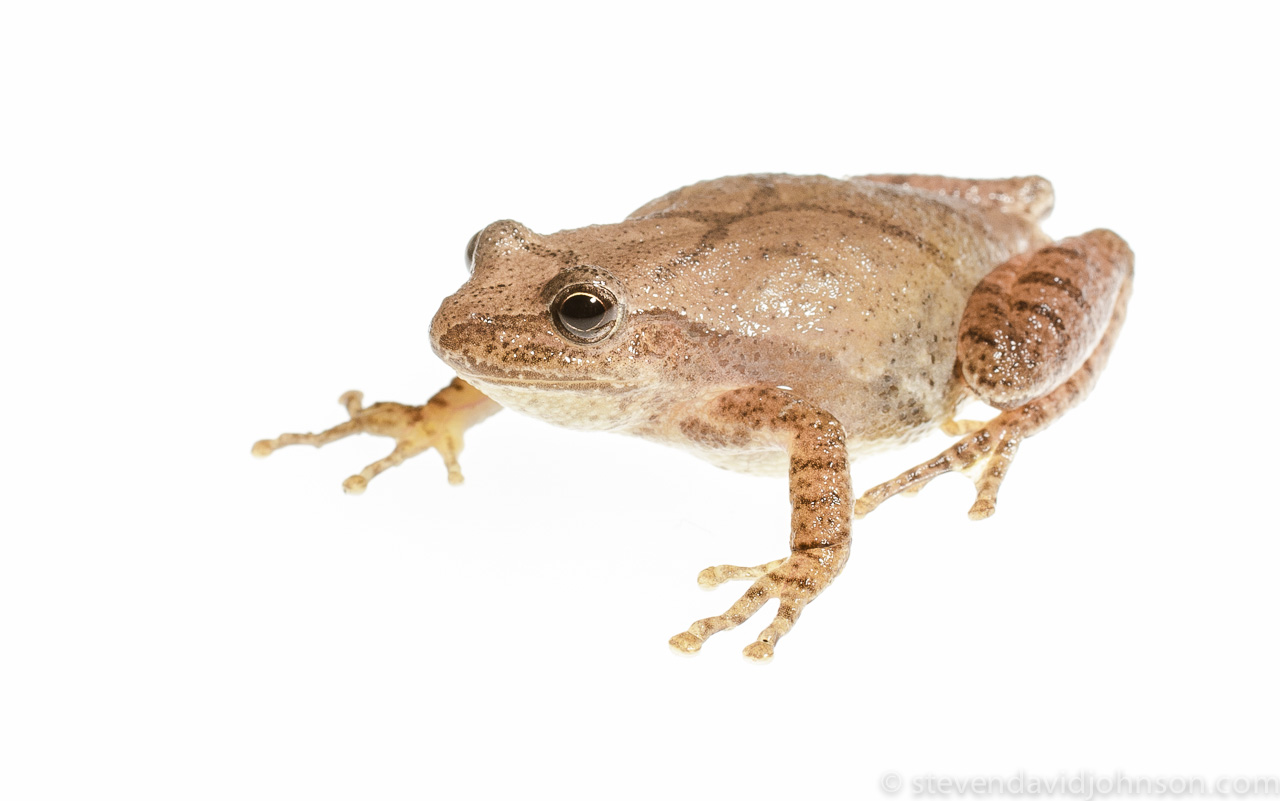 Spring Peeper (Pseudacris crucifer), Keezeltown, Virginia