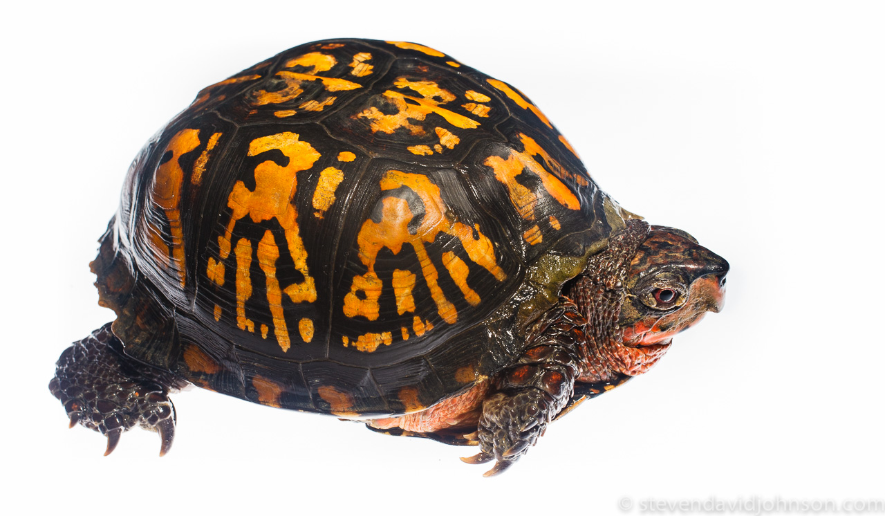 Eastern Box Turtle, Keezletown, Virginia